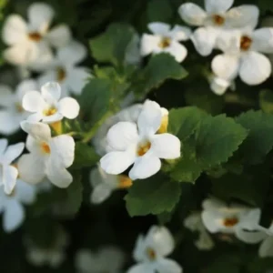 Brahmi (Bacopa monnieri)