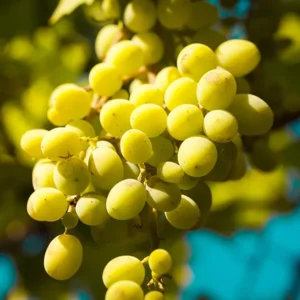 Grape Seed Extract