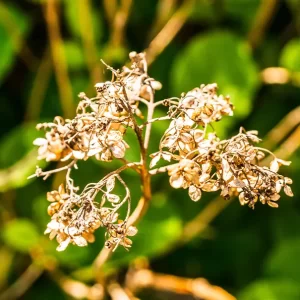 Boswellia Extract