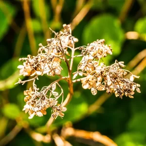 Boswellia Extract