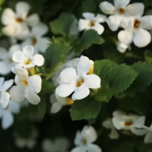 Brahmi (Bacopa monnieri)