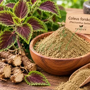 COLEUS FORSKOHLII
