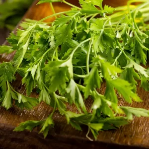 Coriander Oleoresin