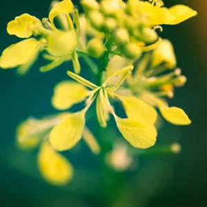 Ginkgo Biloba Extract