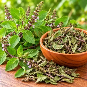 Tulsi